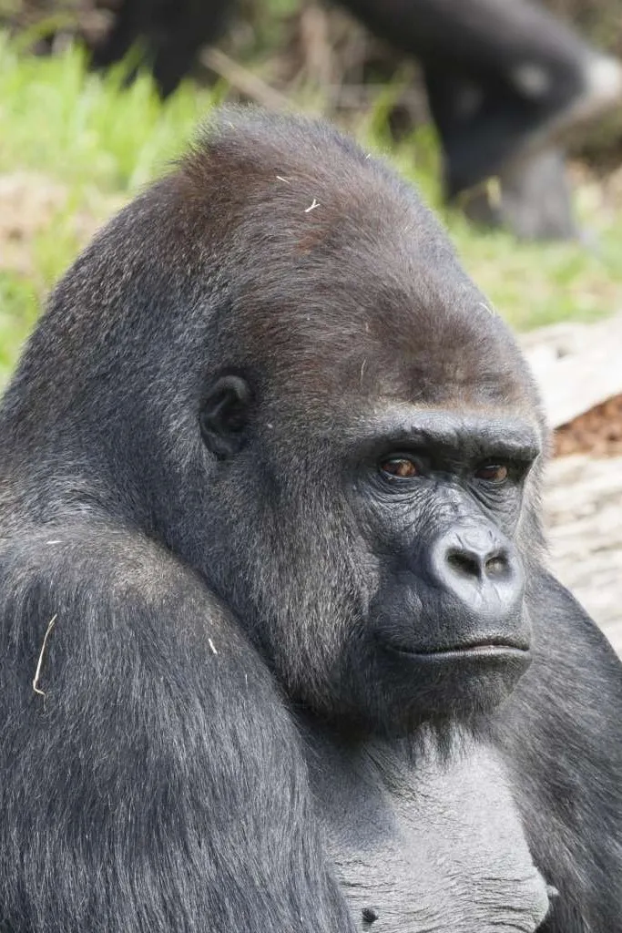 Singe